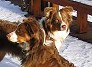 Buddy and Talili