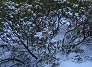 Snowmobiling